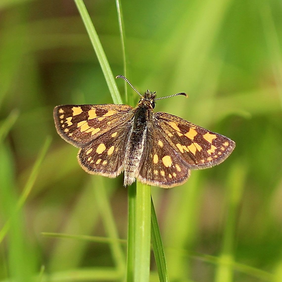 Carterocephalus palaemon Carterocephalus palaemon (Chequered Skipper, Arctic Skipper) in an opening in a partially wooded area with short grasses and sedge (mostly Carex communis) near the edge of a shrub carr/sedge marsh. Arctic Skipper,Carterocephalus palaemon,Chequered Skipper,Geotagged,Spring,United States