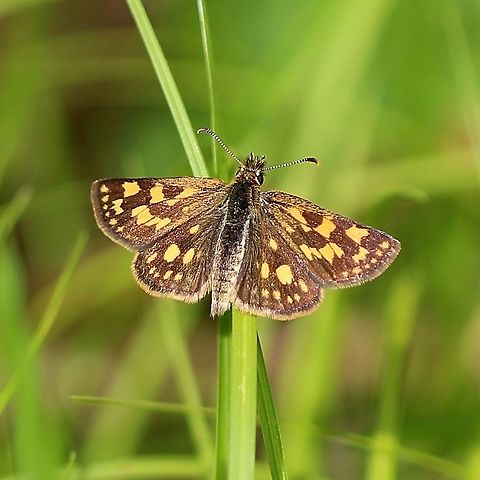 Carterocephalus palaemon Carterocephalus palaemon (Chequered Skipper, Arctic Skipper) in an opening in a partially wooded area with short grasses and sedge (mostly Carex communis) near the edge of a shrub carr/sedge marsh. Arctic Skipper,Carterocephalus palaemon,Chequered Skipper,Geotagged,Spring,United States