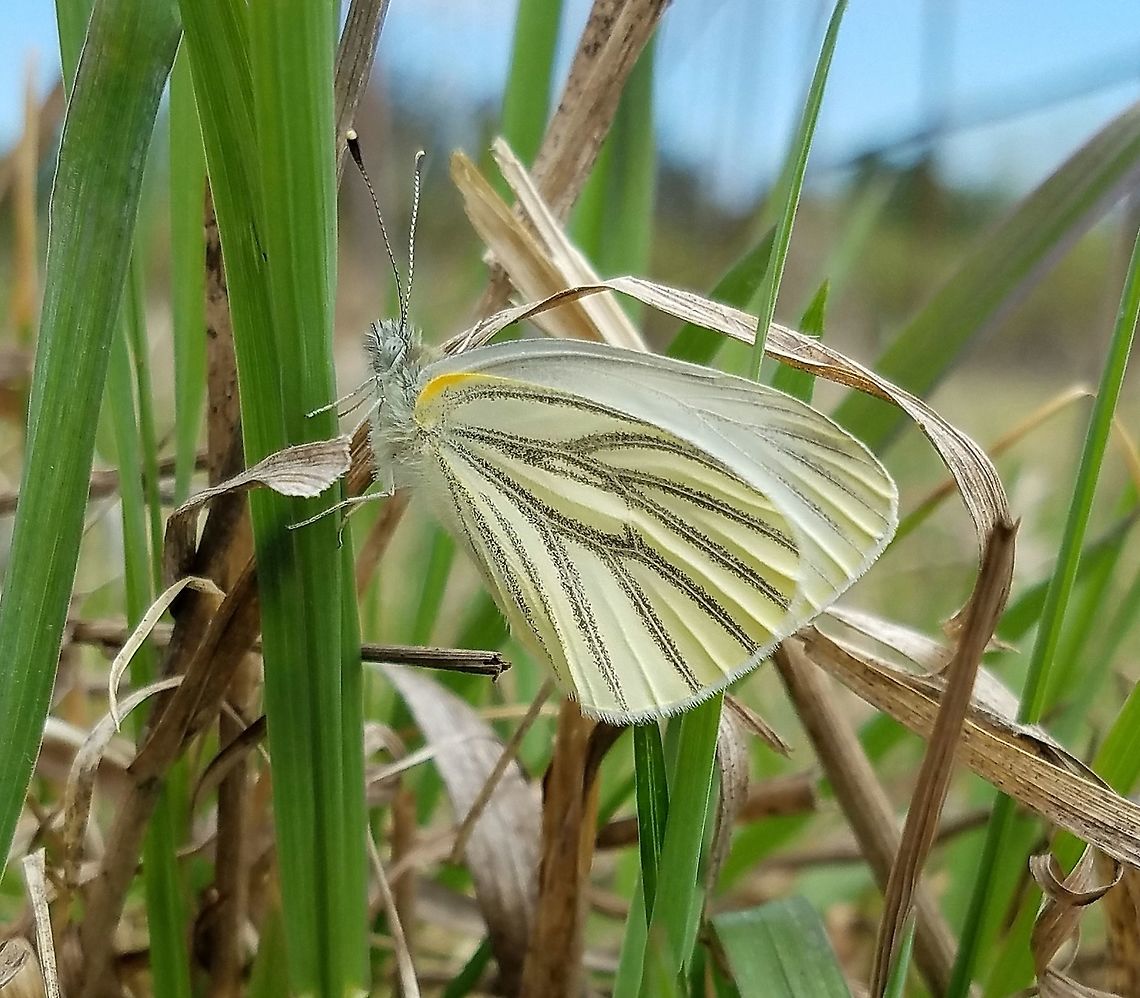 Pieris oleracea Pieris oleracea (Mustard White) perhaps just recently emerged from its chrysalis. Geotagged,Minnesota,Mustard white,Pieris oleracea,Spring,United States