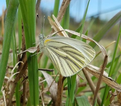 Pieris oleracea Pieris oleracea (Mustard White) perhaps just recently emerged from its chrysalis. Geotagged,Minnesota,Mustard white,Pieris oleracea,Spring,United States