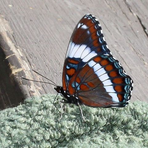 Limenitis arthemis arthemis Limenitis arthemis arthemis on a sweaty sock.

https://www.jungledragon.com/image/75639/limenitis_arthemis_arthemis.html Geotagged,Limenitis arthemis,Limenitis arthemis arthemis,Red-spotted purple,Summer,United States