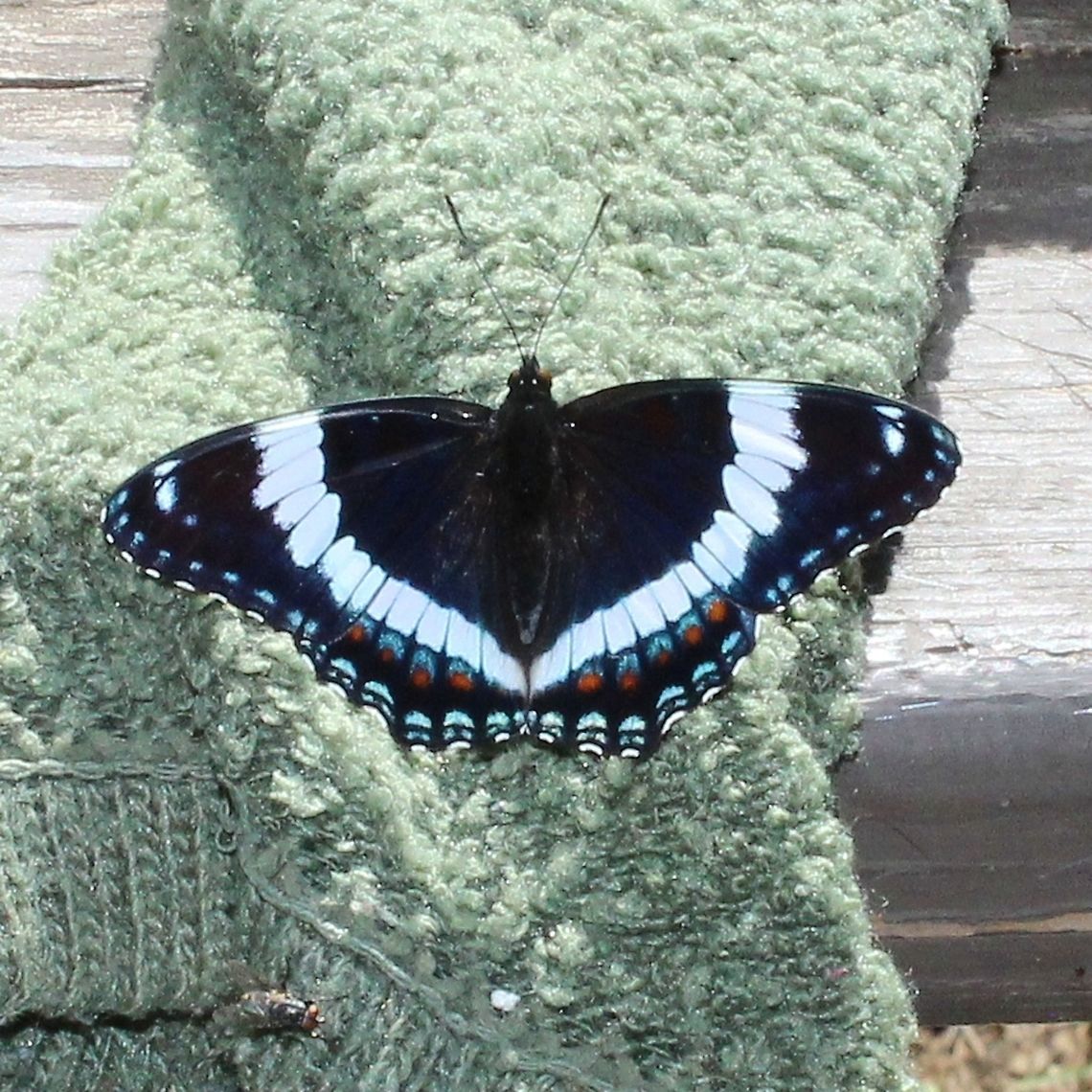 Limenitis arthemis arthemis Limenitis arthemis arthemis on a sweaty sock.<br />
<br />
<figure class="photo"><a href="https://www.jungledragon.com/image/75638/limenitis_arthemis_arthemis.html" title="Limenitis arthemis arthemis"><img src="https://s3.amazonaws.com/media.jungledragon.com/images/3383/75638_thumb.JPG?AWSAccessKeyId=05GMT0V3GWVNE7GGM1R2&Expires=1759968010&Signature=YWGPRwRyUlIJp4yrWtti%2BtSl1mU%3D" width="200" height="200" alt="Limenitis arthemis arthemis Limenitis arthemis arthemis on a sweaty sock.<br />
<br />
https://www.jungledragon.com/image/75639/limenitis_arthemis_arthemis.html Geotagged,Limenitis arthemis,Limenitis arthemis arthemis,Red-spotted purple,Summer,United States" /></a></figure> Geotagged,Limenitis arthemis,Limenitis arthemis arthemis,Red-spotted purple,Summer,United States