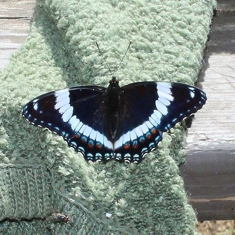 Limenitis arthemis arthemis Limenitis arthemis arthemis on a sweaty sock.

https://www.jungledragon.com/image/75638/limenitis_arthemis_arthemis.html Geotagged,Limenitis arthemis,Limenitis arthemis arthemis,Red-spotted purple,Summer,United States