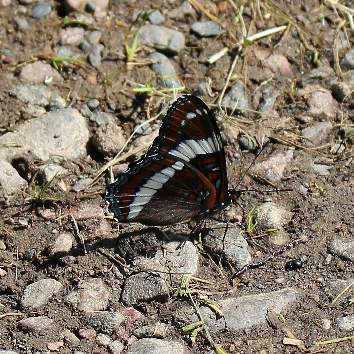 Limenitis arthemis arthemis Limenitis arthemis arthemis on a muddy boat landing. Geotagged,Limenitis arthemis,Limenitis arthemis arthemis,Red-spotted purple,Summer,United States