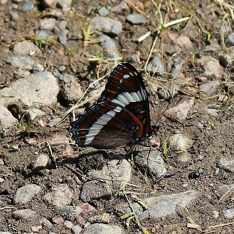 Limenitis arthemis arthemis Limenitis arthemis arthemis on a muddy boat landing. Geotagged,Limenitis arthemis,Limenitis arthemis arthemis,Red-spotted purple,Summer,United States