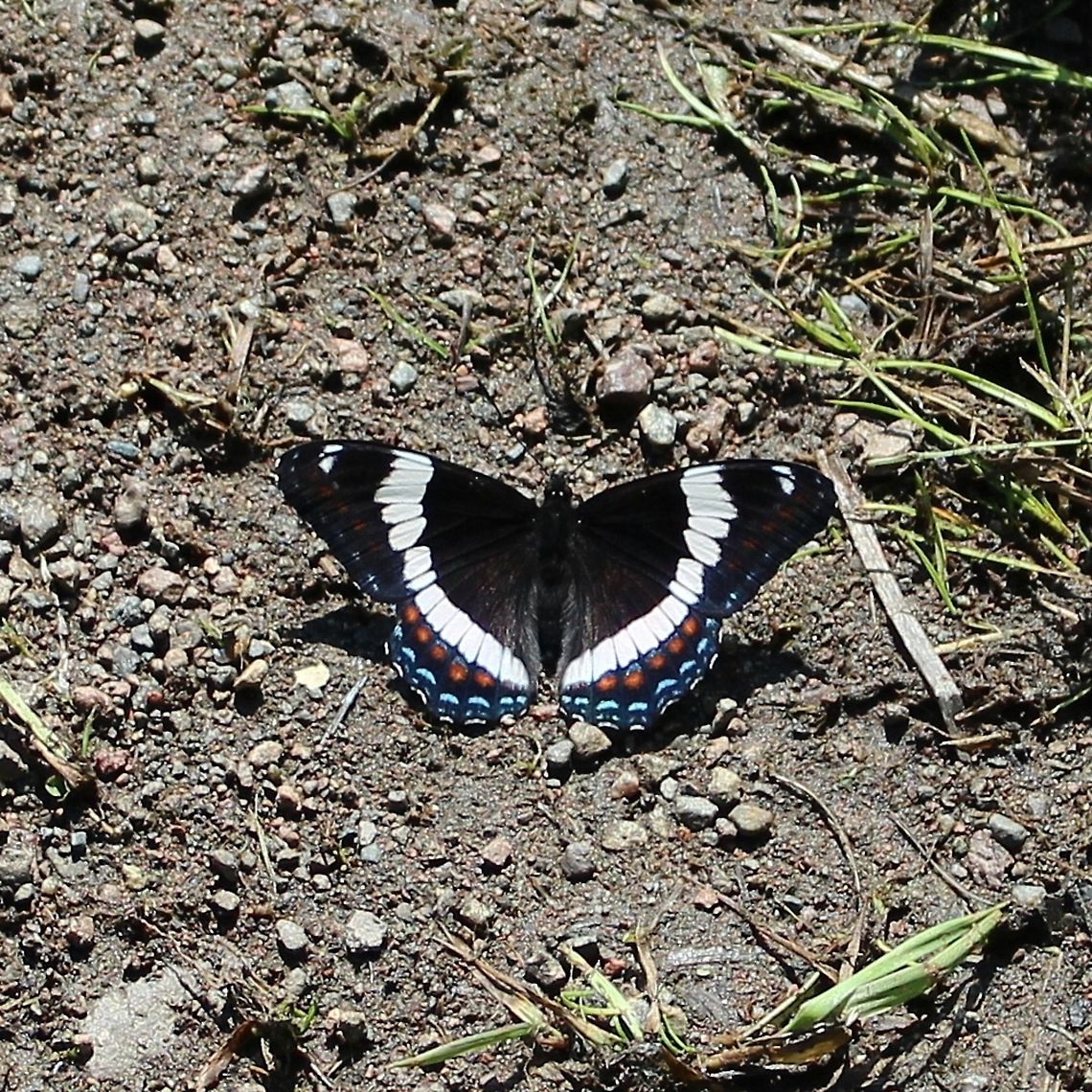 Limenitis arthemis arthemis Limenitis arthemis arthemis on a muddy boat landing. Geotagged,Limenitis arthemis,Limenitis arthemis arthemis,Red-spotted purple,Summer,United States