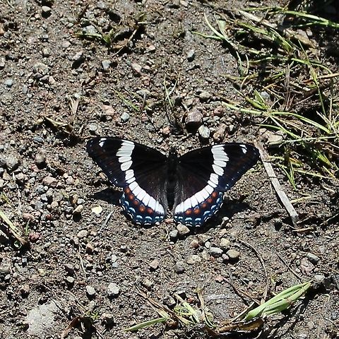 Limenitis arthemis arthemis Limenitis arthemis arthemis on a muddy boat landing. Geotagged,Limenitis arthemis,Limenitis arthemis arthemis,Red-spotted purple,Summer,United States