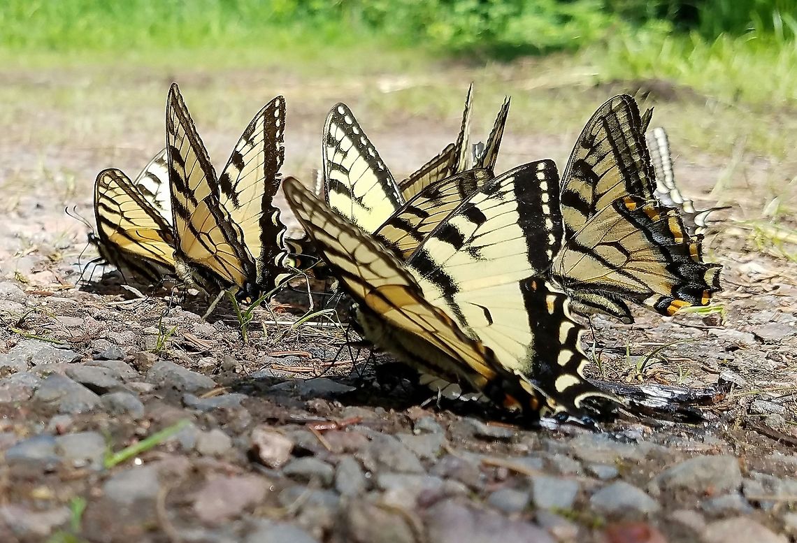 Papilio canadensis Papilio canadensis (Canadian Swallowtail) puddling. Canadian Tiger Swallowtail,Geotagged,Papilio canadensis,Spring,United States