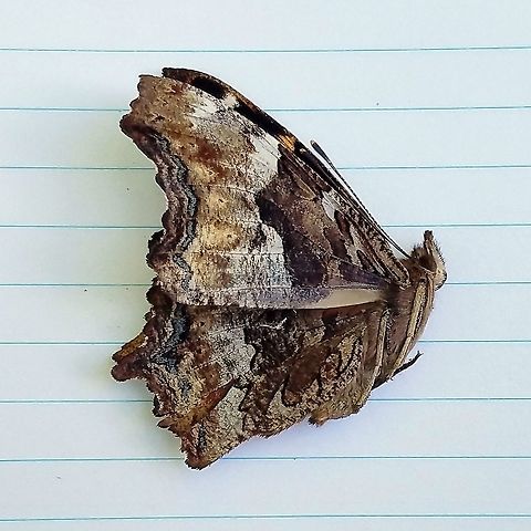 Nymphalis vaualbum View of underwings of Nymphalis vaualbum (Compton Tortoiseshell) found dead on the side of a busy highway through the forest. Compton Tortoiseshell,Geotagged,Minnesota,Nymphalis vaualbum,Summer,United States,butterfly