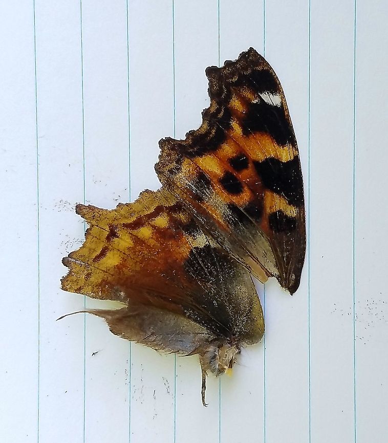 Nymphalis vaualbum View of upperwings of Nymphalis vaualbum (Compton Tortoiseshell) found dead on the side of a busy highway through the forest. Compton Tortoiseshell,Geotagged,Minnesota,Nymphalis vaualbum,Summer,United States,butterfly