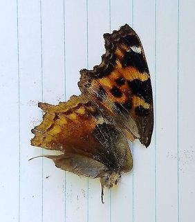 Nymphalis vaualbum View of upperwings of Nymphalis vaualbum (Compton Tortoiseshell) found dead on the side of a busy highway through the forest. Compton Tortoiseshell,Geotagged,Minnesota,Nymphalis vaualbum,Summer,United States,butterfly