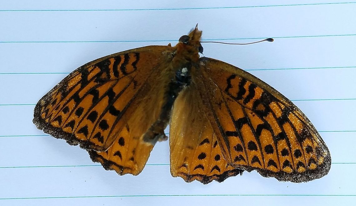 Speyeria atlantis View of upperwings of Speyeria atlantis (Atlantis Fritillary) found dead on the side of a busy highway through the forest. Atlantis fritillary,Geotagged,Minnesota,Speyeria atlantis,Summer,United States,butterfly,fritillary