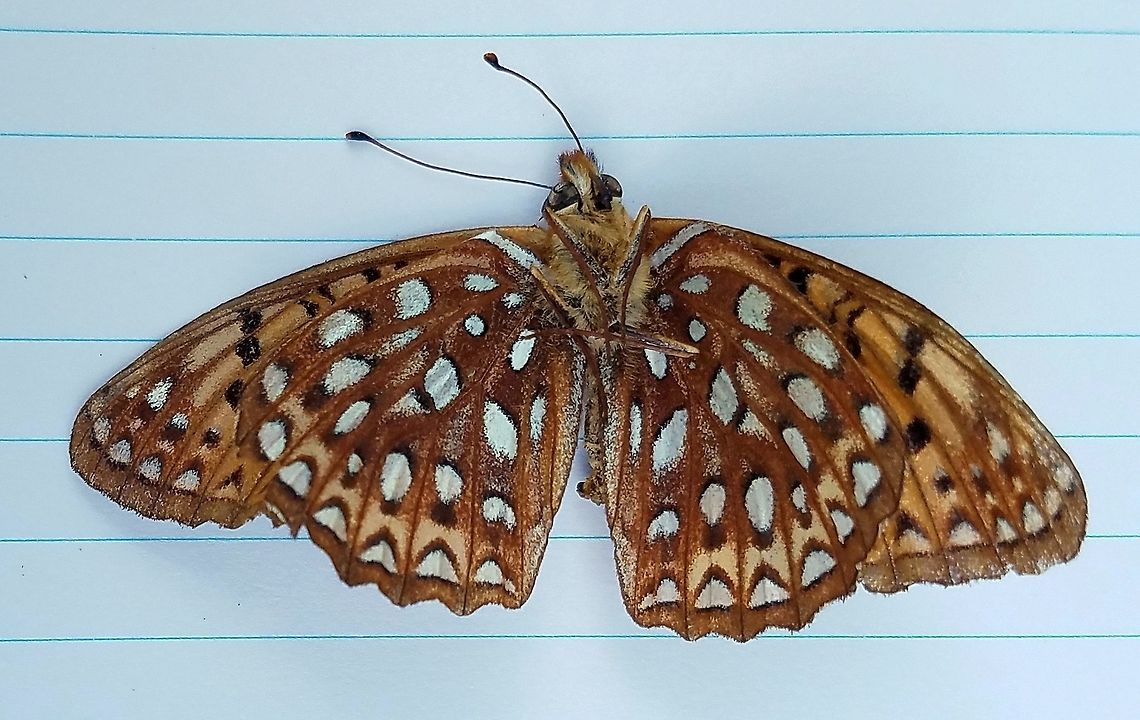 Speyeria atlantis View of underwings of Speyeria atlantis (Atlantis Fritillary) found dead on the side of a busy highway through the forest. Atlantis fritillary,Geotagged,Minnesota,Speyeria atlantis,Summer,United States,butterfly