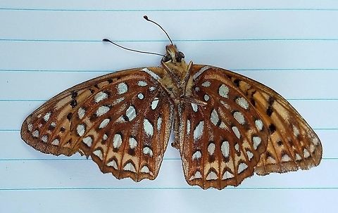 Speyeria atlantis View of underwings of Speyeria atlantis (Atlantis Fritillary) found dead on the side of a busy highway through the forest. Atlantis fritillary,Geotagged,Minnesota,Speyeria atlantis,Summer,United States,butterfly