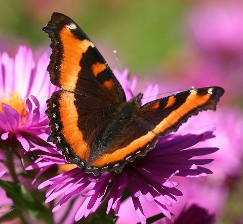 Aglais milberti Aglais milberti (Milbert's Tortoiseshell) nectaring at New England Aster (Symphyotrichum novae-angliae). Aglais milberti,Fall,Geotagged,Milbert's Tortoiseshell,Milberts Tortoiseshell,Minnesota,New England Aster,United States