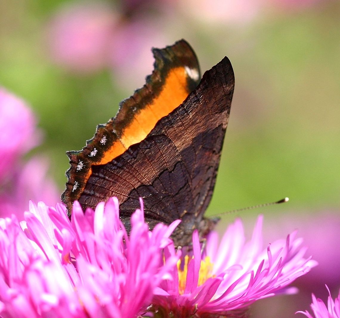 Aglais milberti Aglais milberti (Milbert&#039;s Tortoiseshell) nectaring at New England Aster Symphyotrichum novae-angliae). Aglais milberti,Fall,Geotagged,Milberts Tortoiseshell,Minnesota,New England Aster,United States,butterfly