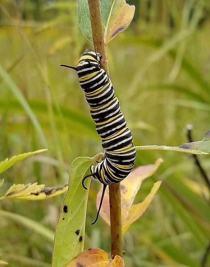 Danaus plexippus larva Danaus plexippus (Monarch Butterfly) larva feeding on Red Milkweed (Ascelpias incarnata). Asclepias incarnata,Danaus plexippus,Danaus plexippus larva,Geotagged,Monarch Butterfly,Monarch butterfly,Summer,United States,caterpillar,milkweed,red milkweed,striped caterpillar