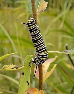 Danaus plexippus larva Danaus plexippus (Monarch Butterfly) larva feeding on Red Milkweed (Ascelpias incarnata). Asclepias incarnata,Danaus plexippus,Danaus plexippus larva,Geotagged,Monarch Butterfly,Monarch butterfly,Summer,United States,caterpillar,milkweed,red milkweed,striped caterpillar