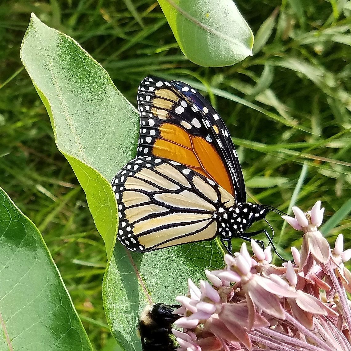Danaus plexippus Danaus plexippus (Monarch Butterfly) nectaring at Common Milkweed (Ascelpias syriaca) Ascelpias syriaca,Common Milkweed,Danaus plexippus,Geotagged,Minnesota,Monarch butterfly,Summer,United States
