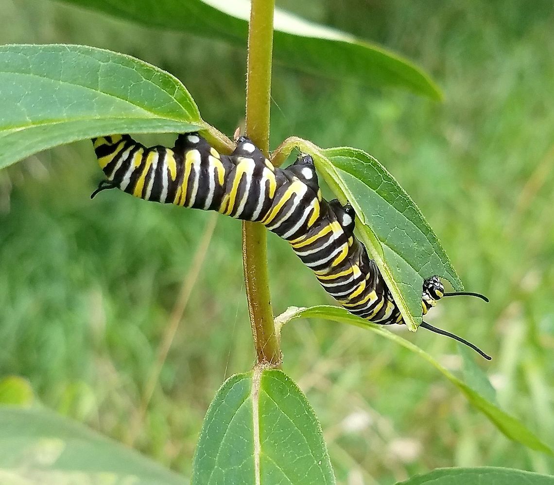 Danaus plexippus larva Danaus plexippus larva feeding on Red Milkweed (Ascelpias incarnata). Asclepias incarnata,Danaus plexippus,Danaus plexippus larva,Geotagged,Monarch butterfly,Summer,United States,caterpillar,milkweed,red milkweed,striped caterpillar