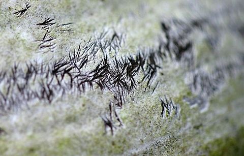 Fomes excavatus with peculiar markings A Fomes excavatus (Tinder Conch) growing from a paper birch (Betula papyrifera) with some unusual scratch-like markings on the surface. They do not look like the kinds of marks a rodent would leave if it were eating a conch. Betula papyrifera,Fomes excavatus,Fomes fomentarius,Geotagged,Minnesota,Spring,Tinder Conch,United States,bracket fungus,conch,forest,paper birch,signs of wildlife