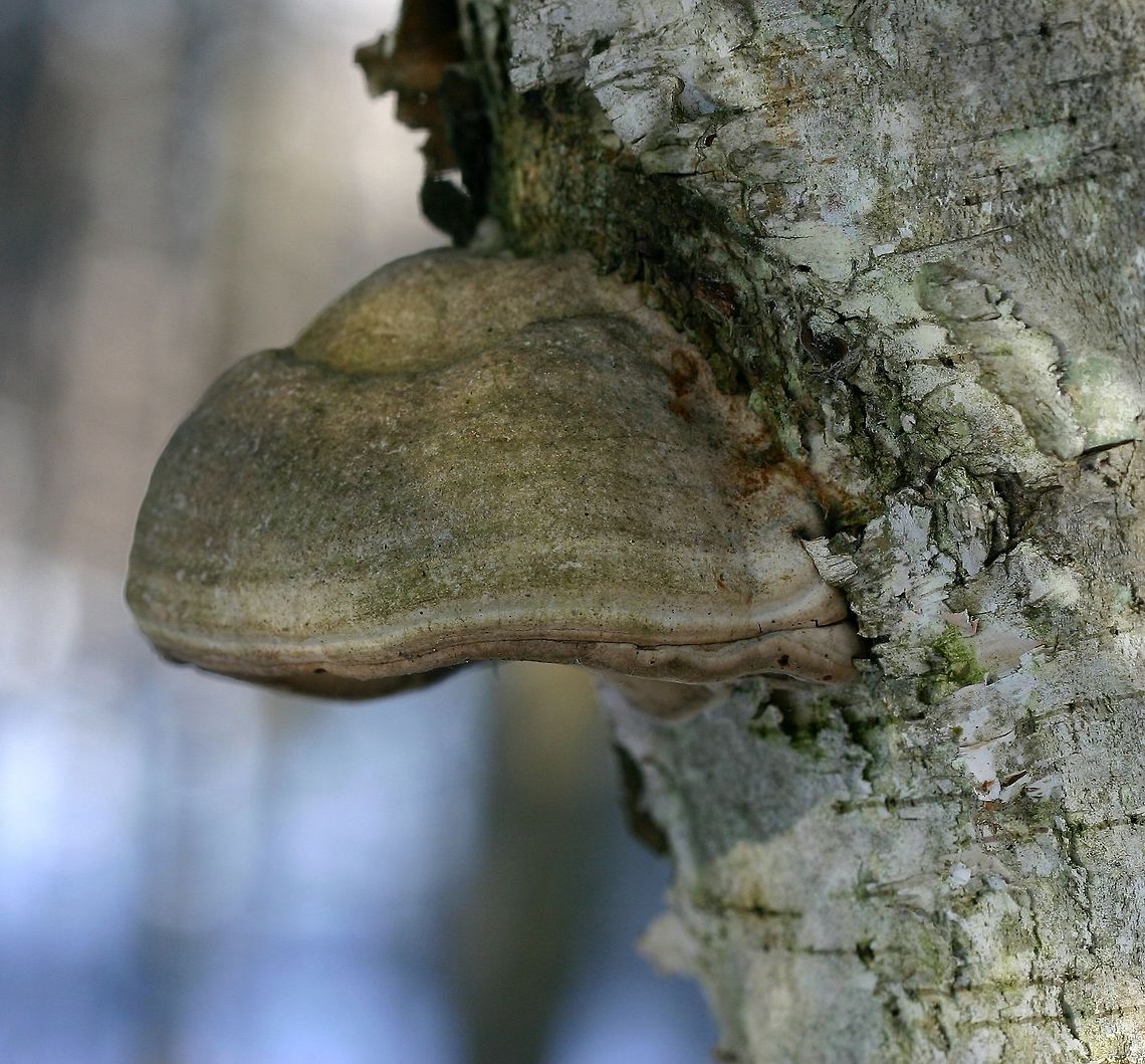 Fomes excavatus Fomes excavatus (Tinder Conch) on a Paper Birch tree (Betula papyrifera). Fomes excavatus,Fomes fomentarius,Geotagged,Minnesota,Tinder Conch,United States,Winter,betula papyrifera,forest,paper birch