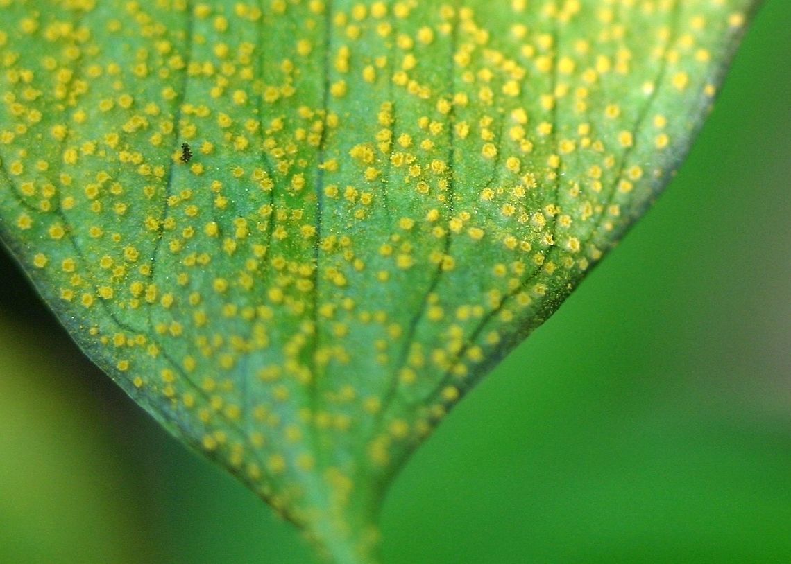 Uromyces ari-triphylli Uromyces ari-triphylli a rust fungus that infects the leaves of Jack-in-the Pulpit (Arisaema triphylla). Arisaema triphylla,Geotagged,Jack-in-the Pulpit,Minnesota,Spring,United States,Uromyces ari-triphylli,forest,rust fungus