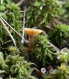 Lichenomphalia umbellifera Lichenomphalia umbellifera fruiting body (the mushroom) growing in sphagnum on a damp vertical rock face in a balsam fir, jack pine, and black spruce forest. The algal host is the lumpy green coating on the sphagnum. Located about 1 mile south of Jeanette Lake on the west side of Nigh Creek. Coccomyxa,Echo Trail,Geotagged,Jeanette Lake,Lichenomphalia umbellifera,Minnesota,Nigh Creek,Spring,United States,algal,basidiolichen,forest,sphagnum moss