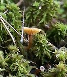 Lichenomphalia umbellifera Lichenomphalia umbellifera fruiting body (the mushroom) growing in sphagnum on a damp vertical rock face in a balsam fir, jack pine, and black spruce forest. The algal host is the lumpy green coating on the sphagnum. Located about 1 mile south of Jeanette Lake on the west side of Nigh Creek. Coccomyxa,Echo Trail,Geotagged,Jeanette Lake,Lichenomphalia umbellifera,Minnesota,Nigh Creek,Spring,United States,algal,basidiolichen,forest,sphagnum moss