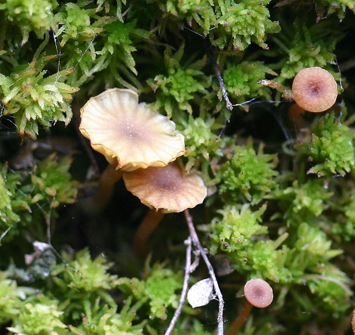 Lichenomphalia umbellifera Lichenomphalia umbellifera fruiting body (the mushroom) growing in sphagnum on a damp vertical rock face in a balsam fir, jack pine, and black spruce forest. The algal host was noted coating near most of the spots where the mushroom appeared except here. Located about 1 mile south of Jeanette Lake on the west side of Nigh Creek. Basidiolichen,Coccomyxa,Geotagged,Jeanette Lake,Lichenomphalia umbellifera,Minnesota,Nigh Creek,Spring,United States,algal,forest,mushroom,peat moss,sphagnum