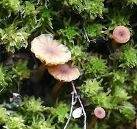Lichenomphalia umbellifera Lichenomphalia umbellifera fruiting body (the mushroom) growing in sphagnum on a damp vertical rock face in a balsam fir, jack pine, and black spruce forest. The algal host was noted coating near most of the spots where the mushroom appeared except here. Located about 1 mile south of Jeanette Lake on the west side of Nigh Creek. Basidiolichen,Coccomyxa,Geotagged,Jeanette Lake,Lichenomphalia umbellifera,Minnesota,Nigh Creek,Spring,United States,algal,forest,mushroom,peat moss,sphagnum