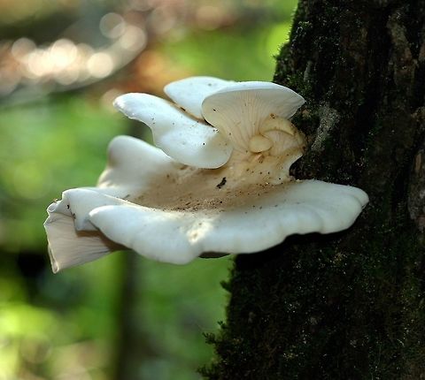 Pleurotus populinus Pleurotus populinus (Aspen Oyster Mushroom) on the trunk of a dying Balsam Poplar (Populus balsaminifera). Geotagged,Minnesota,Pleurotus populinus,Populus balsaminifera,Spring,United States,aspen oyster mushroom,mushroom,oyster mushroom