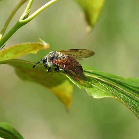 Trichiosoma triangulum Trichiosoma triangulum (Cimbicid Sawfly) Cimbicid Sawfly,Geotagged,Spring,Trichiosoma triangulum,United States,bee,fly,giant birch sawfly,sawfly