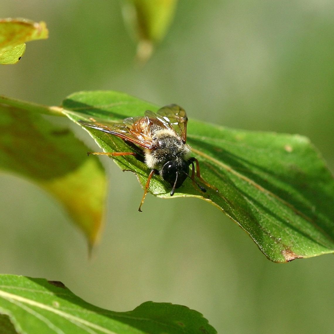 Trichiosoma triangulum Trichiosoma triangulum (Cimbicid Sawfly) on Balsam Poplar (Populus balsamnifera) one of the species larval host plants. It may have been looking over the tree to see if it was a good place to lay eggs. Cimbicid Sawfly,Geotagged,Spring,Trichiosoma triangulum,United States,bee,fly,giant birch sawfly,sawfly