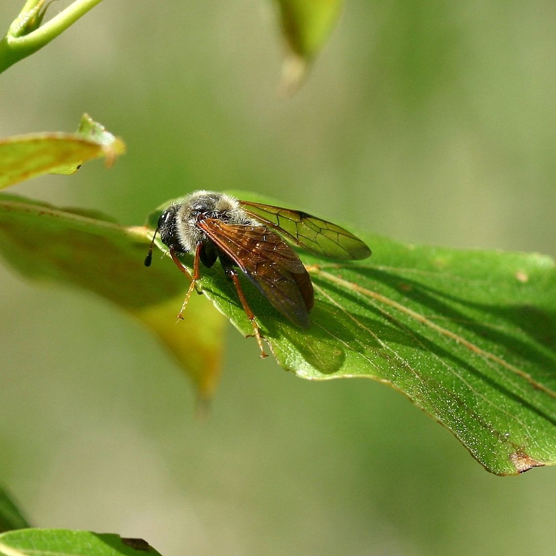 Trichiosoma triangulum Trichiosoma triangulum (Cimbicid Sawfly) on Balsam Poplar (Populus balsamnifera) one of the species larval host plants. It may have been looking over the tree to see if it was a good place to lay eggs. Cimbicid Sawfly,Geotagged,Spring,Trichiosoma triangulum,United States,bee,fly,giant birch sawfly,sawfly