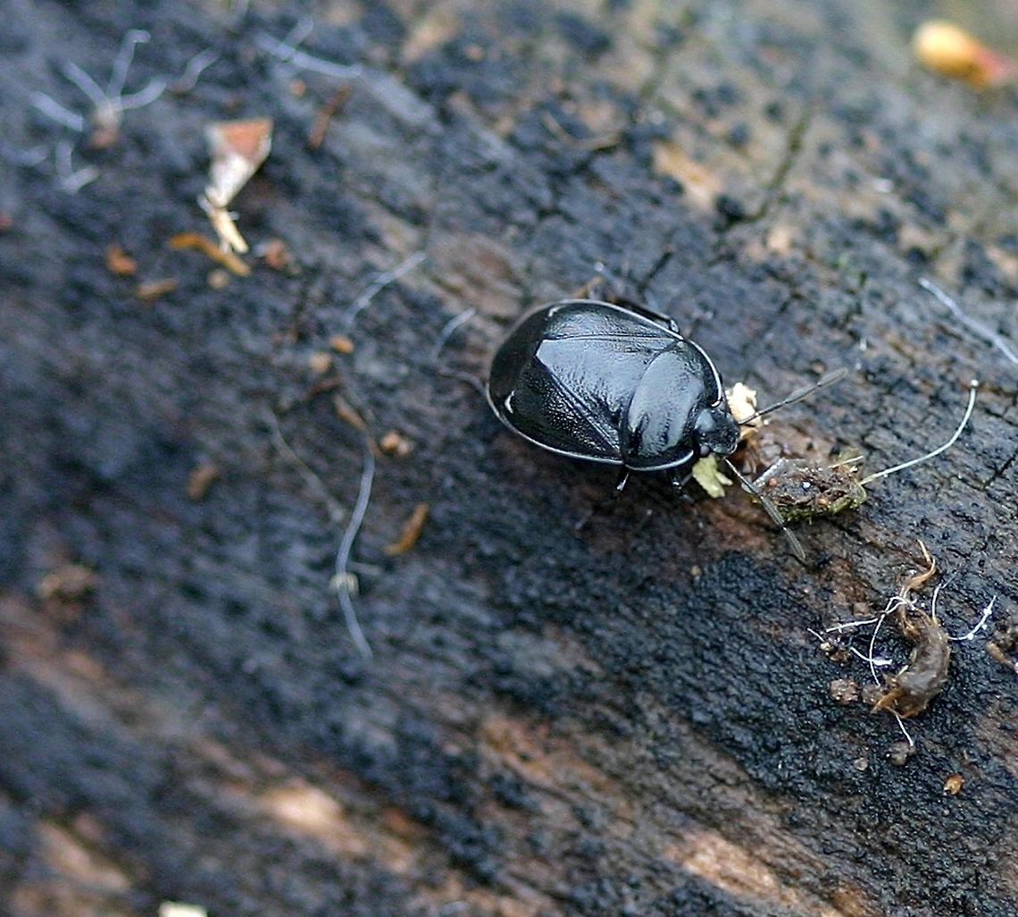 Sehirus cinctus Sehirus cinctus (White-margined Burrower Bug) one of several adult forms tending a brood of nymphs. Sehirus cinctus females care for their young and bring them immature seeds of Mint Family (Lamiaceae) plants. In the garden where these were found was a large patch of Galeopsis tetrahit (Horse Nettle) a weedy member of the Mint Family. Geotagged,Minnesota,Sehirus cinctus,Summer,United States,White-margined Burrower Bug,beetle,bug,true bugs