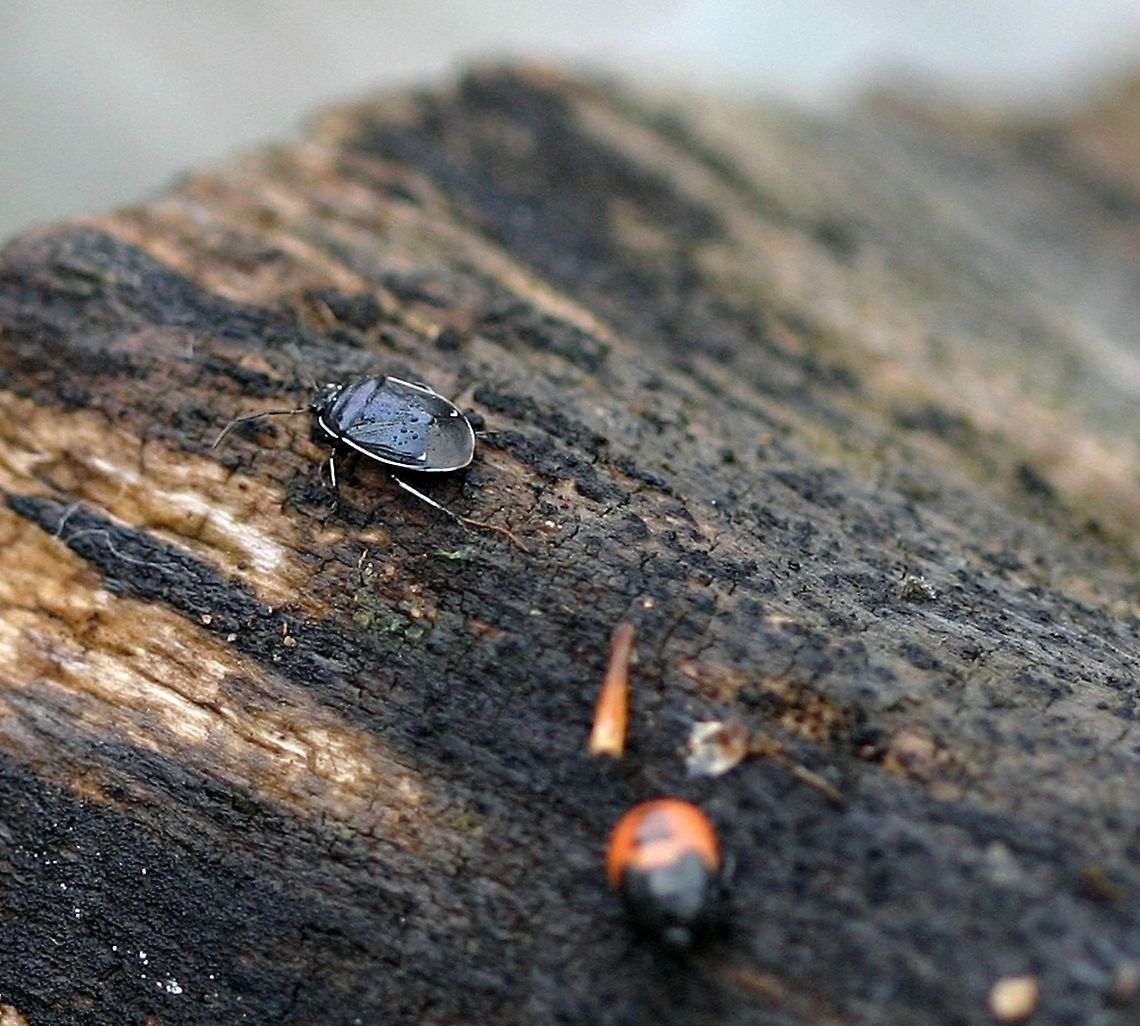 Sehirus cinctus Sehirus cinctus (White-margined Burrower Bug) one of several adult forms tending a brood of nymphs. Sehirus cinctus females care for their young and bring them immature seeds of Mint Family (Lamiaceae0 plants. In the garden where these were found was a large patch of Galeopsis tetrahit (Horse Nettle) a weedy member of the Mint Family. Geotagged,Minnesota,Sehirus cinctus,Summer,United States,White-margined Burrower Bug,beetle,bug,true bugs