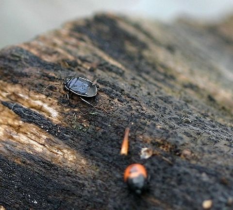 Sehirus cinctus Sehirus cinctus (White-margined Burrower Bug) one of several adult forms tending a brood of nymphs. Sehirus cinctus females care for their young and bring them immature seeds of Mint Family (Lamiaceae0 plants. In the garden where these were found was a large patch of Galeopsis tetrahit (Horse Nettle) a weedy member of the Mint Family. Geotagged,Minnesota,Sehirus cinctus,Summer,United States,White-margined Burrower Bug,beetle,bug,true bugs