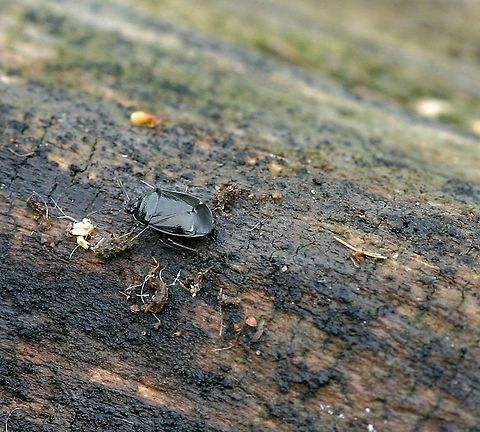 Sehirus cinctus Sehirus cinctus (White-margined Burrower Bug) one of several adult forms tending a brood of nymphs. Sehirus cinctus females care for their young and bring them immature seeds of Mint Family (Lamiaceae) plants. In the garden where these were found was a large patch of Galeopsis tetrahit (Horse Nettle) a weedy member of the Mint Family. Geotagged,Minnesota,Sehirus cinctus,Summer,United States,White-margined Burrower Bug,beetle,bug,true bugs