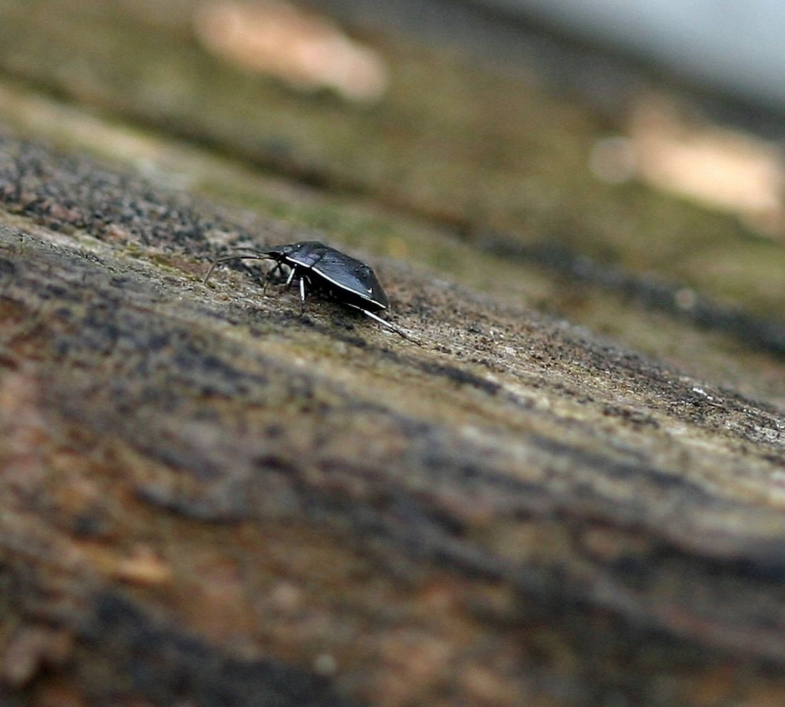 Sehirus cinctus Sehirus cinctus (White-margined Burrower Bug) one of several adult forms tending a brood of nymphs. Sehirus cinctus females care for their young and bring them immature seeds of Mint Family (Lamiaceae) plants. In the garden where these were found was a large patch of Galeopsis tetrahit (Horse Nettle) a weedy member of the Mint Family. Geotagged,Minnesota,Sehirus cinctus,Summer,United States,White-margined Burrower Bug,beetle,bug,true bugs