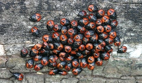Sehirus cinctus Sehirus cinctus (White-margined Burrower Bug) nymph stage. These were being tended to by adult Sehirus cinctus. Geotagged,Minnesota,Sehirus cinctus,Sehirus cinctus nymphs,Summer,United States,White-margined Burrower Bug,beetles,bugs,true bugs
