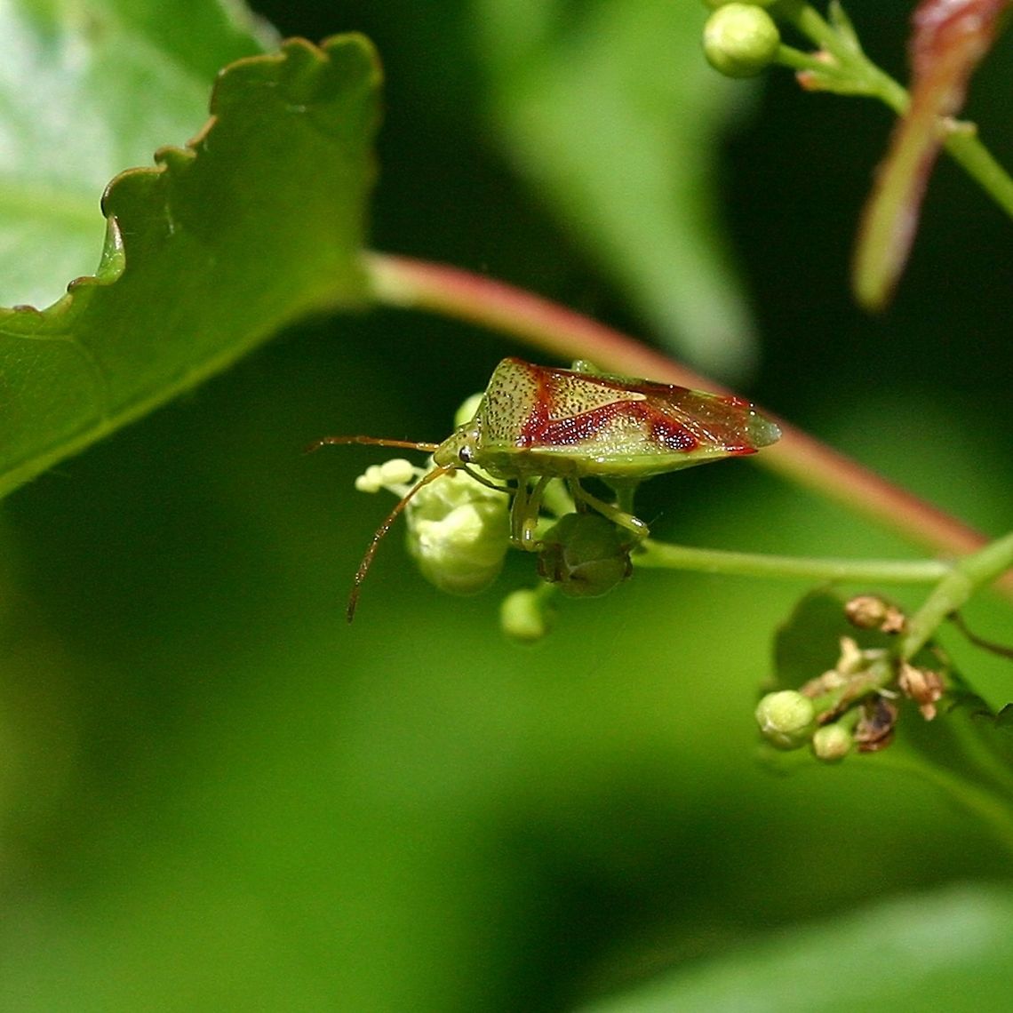 Elasmostethus cruciatus Elasmostethus cruciatus (Red-Cross Shield Bug) that has stopped on the flower of an Amur Maple (Acer ginnala). Elasmostethus cruciatus,Geotagged,Minnesota,Red-Cross Shield Bug,Spring,United States,beetle,bug,insect,maple,true bugs