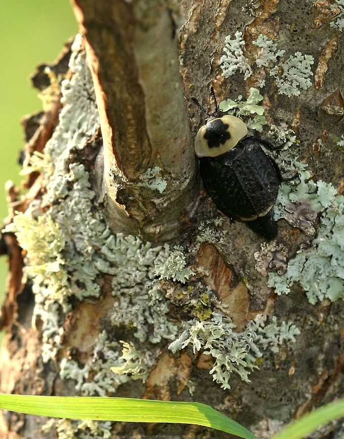 Necrophila americana Necrophila americana (American Carrion Beetle) on an apple tree probably looking for sap which others of the species had already found. American Carrion Beetle,Geotagged,Malus pumila,Minnesota,Necrophila americana,Summer,United States,apple,malus,sap