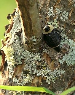 Necrophila americana Necrophila americana (American Carrion Beetle) on an apple tree probably looking for sap which others of the species had already found. American Carrion Beetle,Geotagged,Malus pumila,Minnesota,Necrophila americana,Summer,United States,apple,malus,sap