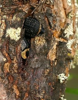 Necrophila americana Necrophila americana (American Carrion Beetle) feeding on sap from a wound in an apple tree. American Carrion Beetle,Geotagged,Malus pumila,Minnesota,Necrophila americana,Summer,United States,apple,malus,sap