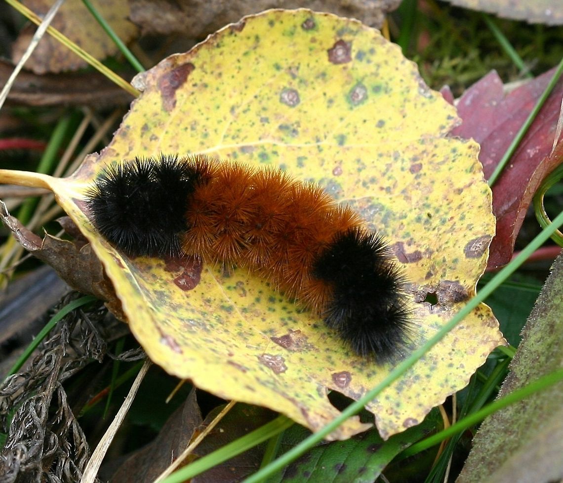 Pyrrharctia isabella larva Pyrrharctia isabella larva (Woolly Bear) in a grassy area near the edge of the woods. I find these more often closer to gardens where there are many weeds. Banded woolly bear,Fall,Geotagged,Minnesota,Pyrrharctia isabella,Pyrrharctia isabella larva,United States,Woolly Bear,caterpillar