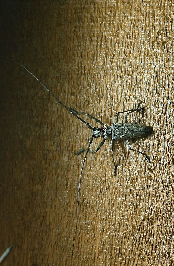 Monochamus notatus Another Monochamus notatus (Northeastern Pine Sawyer) at my porch light. There are some small reddish-brown mites on the thorax near the head. These are probably not parasitic but merely hitching a ride (phoretic).<br />
<br />
Some reading on the mites:<br />
The natural history of mites (Acari: Mesostigmata) associated with the white-spotted sawyer beetle (Coleoptera: Cerambycidae): diversity, phenology, host attachment, and sex bias. <a href="http://canacoll.org/Arach/Staff/Knee/pdfs/Knee_et_al._2012_Monochamus.pdf" rel="nofollow">http://canacoll.org/Arach/Staff/Knee/pdfs/Knee_et_al._2012_Monochamus.pdf</a> Coleoptera,Geotagged,Minnesota,Monochamus notatus,Northeastern pine sawyer,Summer,United States,beetle,insect,longhorn beetle,mites,phoretic