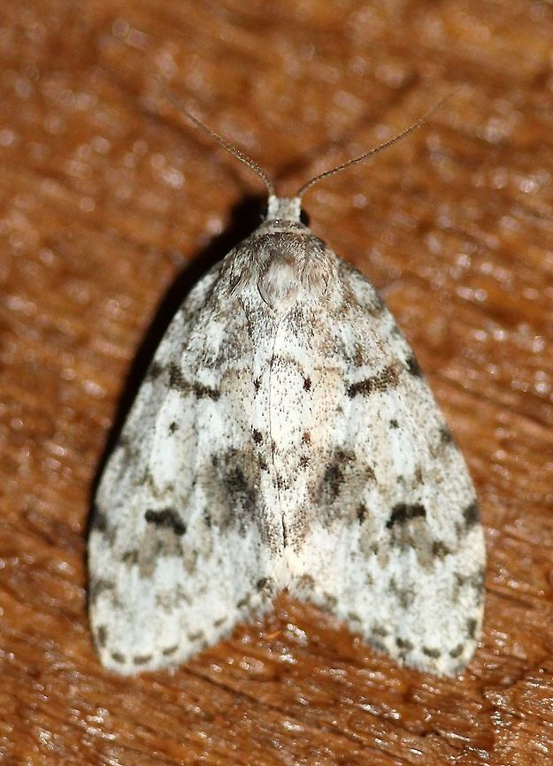 Clemensia albata Clemensia albata (Little White Lichen Moth). The larvae feed on the alga Protococcus viridis. This alga grows on the smooth tree bark such as birch (Betula) and maple (Acer). The larvae are also reported to feed on the lichens Parmelia and Lobaria pulmonaria.<br />
<br />
See also:<br />
Clemensia albata, An Algal Feeding Arctiid. <a href="http://images.peabody.yale.edu/lepsoc/jls/1980s/1981/1981-35(1)34-McCabe.pdf" rel="nofollow">http://images.peabody.yale.edu/lepsoc/jls/1980s/1981/1981-35(1)34-McCabe.pdf</a><br />
<br />
Noel McFarland (). Larval Foodplant Records for 106 Species of North American Moths. Journal of the Le[pidopterist&#039;s Society. Vol. 29, No. 2:112-125. <br />
<br />
&quot;Clemensia alhata Pack. (det. BB )-Ar.33. *W. OREGON: Captive larvae (autumn-spring) readily accepted the locally-common foliose lichen, Loharia pulmonaria (L.) Hoffm.-STICTACEAE (1962).&quot;<br />
<br />
<a href="http://images.peabody.yale.edu/lepsoc/jls/1970s/1975/1975-29(2)112-McFarland.pdf" rel="nofollow">http://images.peabody.yale.edu/lepsoc/jls/1970s/1975/1975-29(2)112-McFarland.pdf</a> Clemensia albata,Geotagged,Little white lichen moth,Minnesota,Moth,Summer,United States,lichen,lobaria,parmelia