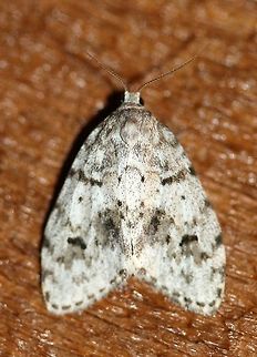 Clemensia albata Clemensia albata (Little White Lichen Moth). The larvae feed on the alga Protococcus viridis. This alga grows on the smooth tree bark such as birch (Betula) and maple (Acer). The larvae are also reported to feed on the lichens Parmelia and Lobaria pulmonaria.

See also:
Clemensia albata, An Algal Feeding Arctiid. http://images.peabody.yale.edu/lepsoc/jls/1980s/1981/1981-35(1)34-McCabe.pdf

Noel McFarland (). Larval Foodplant Records for 106 Species of North American Moths. Journal of the Le[pidopterist's Society. Vol. 29, No. 2:112-125. 

"Clemensia alhata Pack. (det. BB )-Ar.33. *W. OREGON: Captive larvae (autumn-spring) readily accepted the locally-common foliose lichen, Loharia pulmonaria (L.) Hoffm.-STICTACEAE (1962)."

http://images.peabody.yale.edu/lepsoc/jls/1970s/1975/1975-29(2)112-McFarland.pdf Clemensia albata,Geotagged,Little white lichen moth,Minnesota,Moth,Summer,United States,lichen,lobaria,parmelia