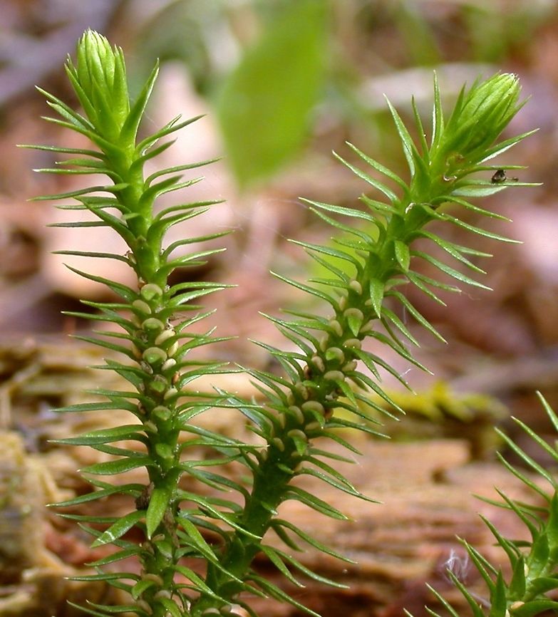 Huperzia selago with developing sporophylls. Huperzia selago (Fir Clubmoss) growing in a mixed spruce/fir/aspen/birch forest in full shade at the edge of a vernal pool. Photo taken on June 1, 2005. Geotagged,Huperzia selago,Lycopodium selago,Minnesota,United States,clubmoss,fir clubmoss,sporophylls